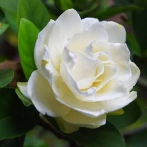 Butter My Body-Homemade Body Butter-Gardenia